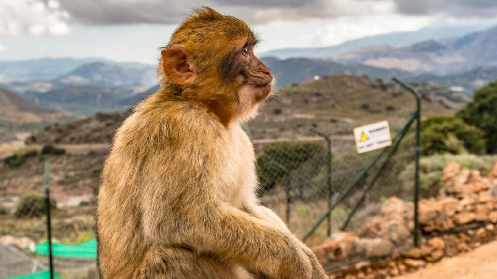 Captivating side profile of a Barbary macaque in a natural habitat in Rethymno, Greece.